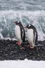 Antarctica, South Shetland Islands, Half Moon Bay. Pair of gentoo penguins on rocky black beach. Art Print